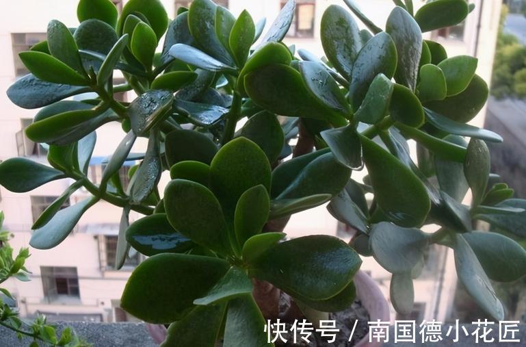 家庭养玉树:多注意4项事,长得枝叶繁茂,格外出彩