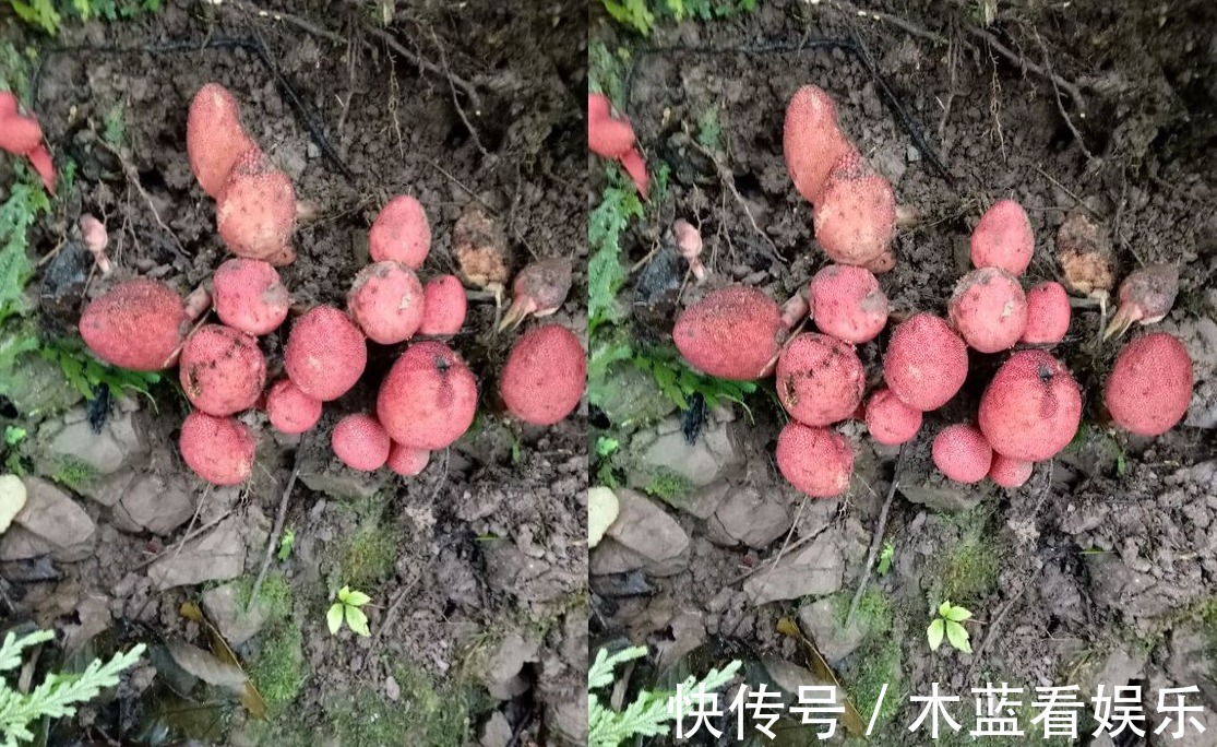 回春草|种回春草能卖200元一斤,结了婚的男人都在找,遇见最好不要错过