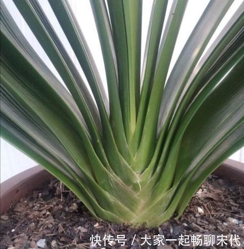 紧凑|君子兰开完花，叶子松散状态差，补上“1种肥”，株型紧凑饱满