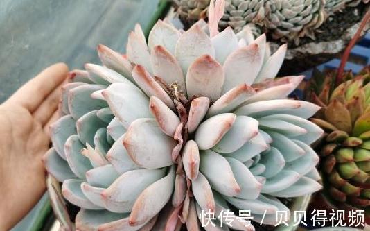 这8种多肉散发迷人浪漫的气质,你学会关键一招儿也能养得好