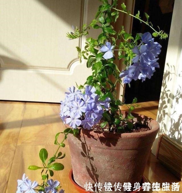 黄木香|养花,就养“3盆花”,花量特别大,一棵繁殖多棵,人见人爱!