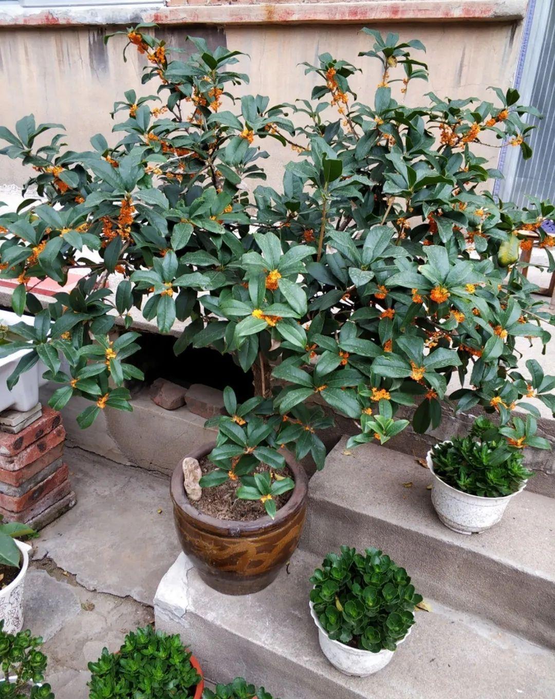 准备好,这花下个月要开,赶紧施肥、催花