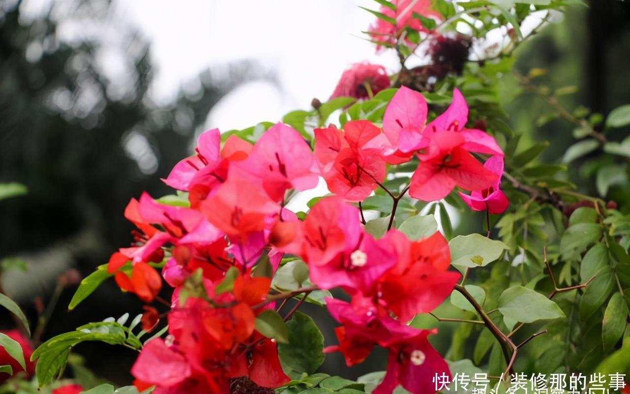 三角梅入冬得控养,避开这“三怕”,顺利春化,芬芳宜人小半年