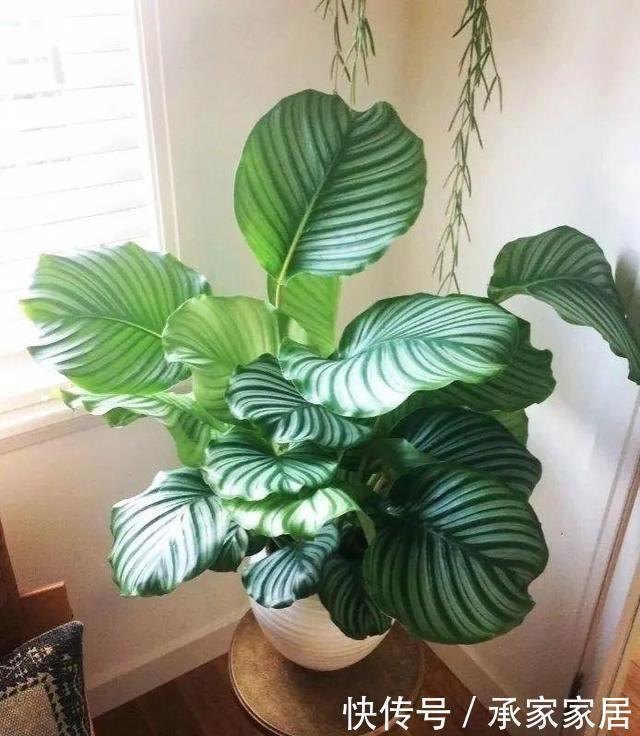 气质|五种盆栽,自带高贵气质,在家摆一盆,格调高,人人夸你眼光好