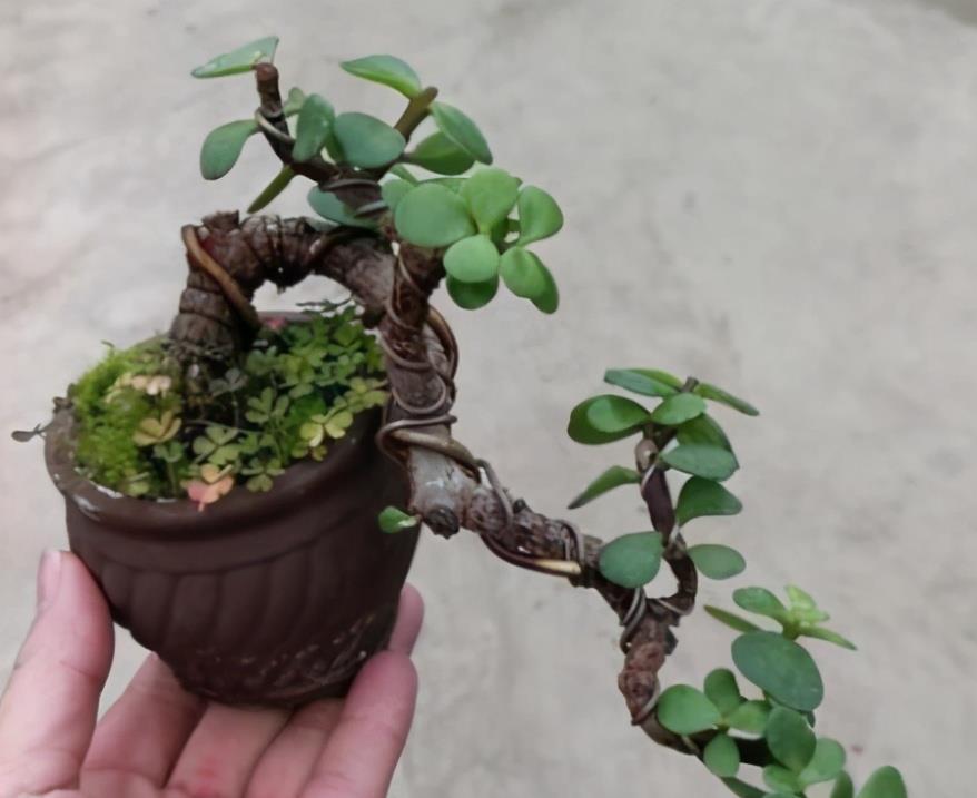 想养金枝玉叶悬崖桩?从一根枝条开始,简单几步操作,养成悬崖桩