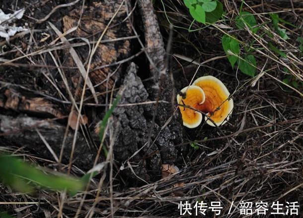 养肝|肝硬化,逆转并不难,老中医帮你把肝“软”下来,让肝更舒坦