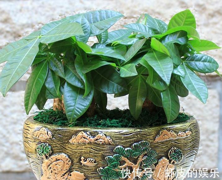 发财树烂根不要扔,教你2招小技巧,轻松就能起死回生