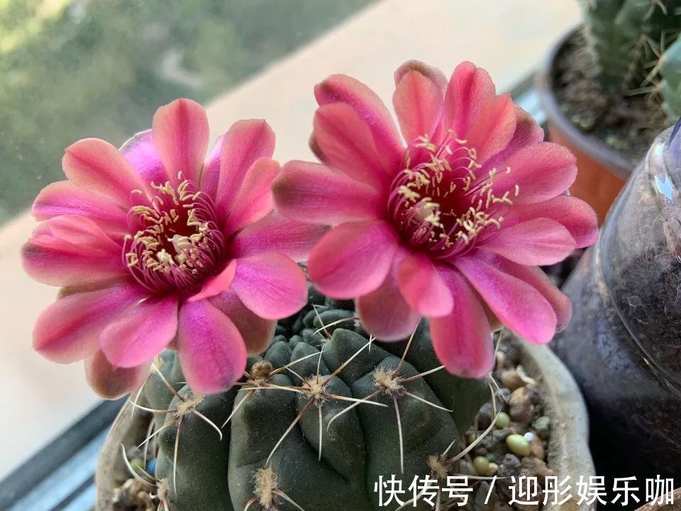 7种“漂亮花”,一个月不浇水,反而爱爆盆,越不管它越开花