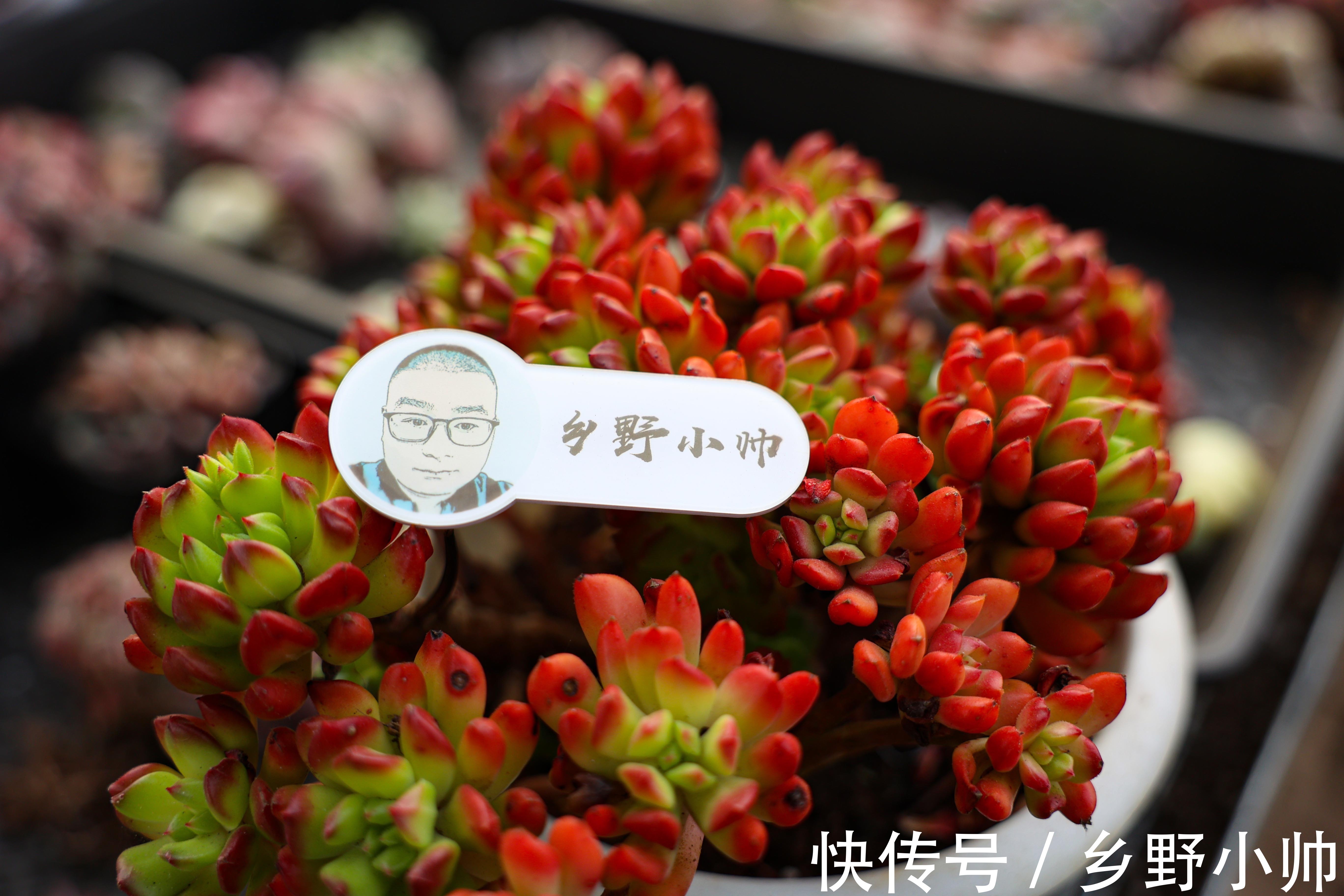 绮罗|全状态不输蒂亚,皮实好养,适合新手的小灯笼多肉,你养了吗?