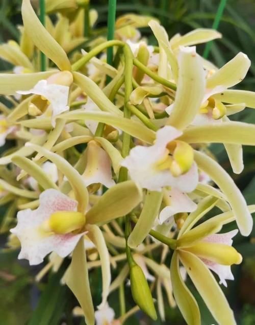 大花蕙兰养殖方法,秘诀不过4点,新手兰友可参考