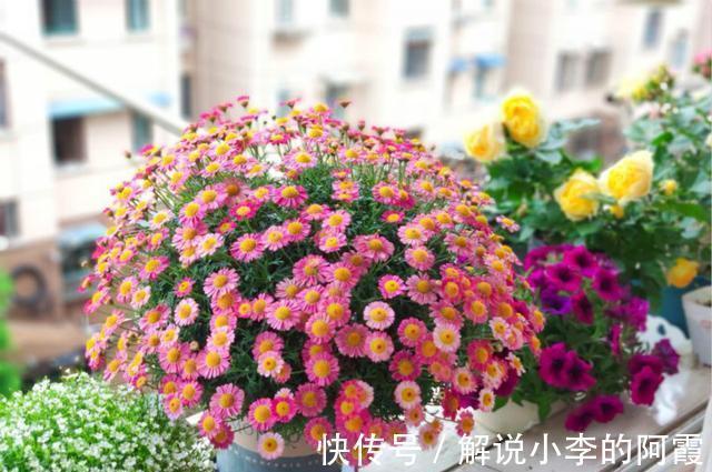 大花球|不到1平方的窗台,被她养成小花园,比院子还美