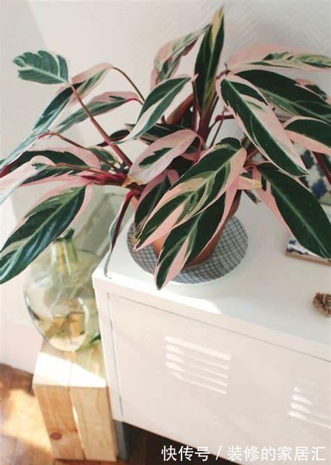 彩叶凤梨|养花试试这几款，叶片上的天然纹饰，可美化环境，清新养眼又健康