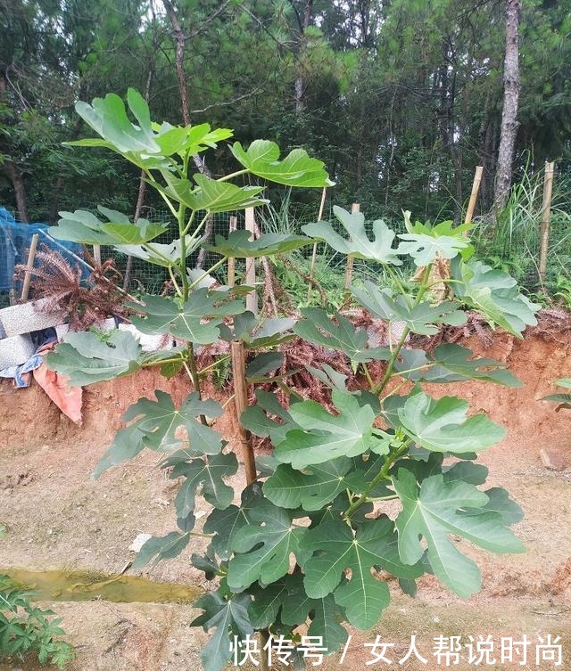 庭院栽种好吃易养的三棵不同品种无花果!