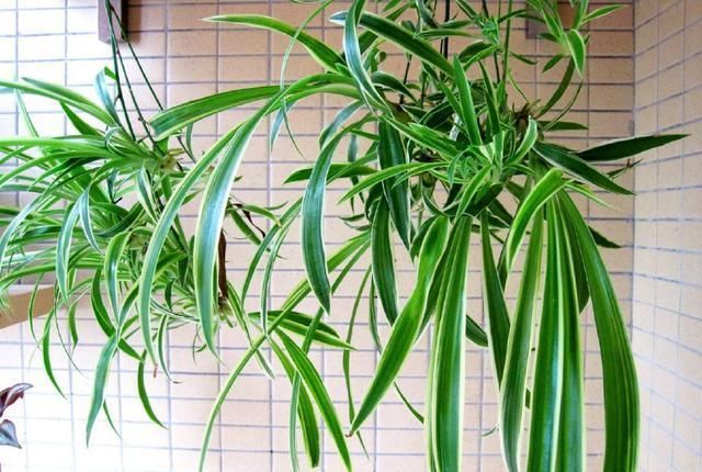 此3种花,就要贱养,不矫情,越懒长的越好,不是吹牛哦!