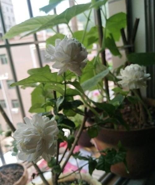 客厅养花，这6种“香香花”，花香浓郁，养在客厅衣服都带香味