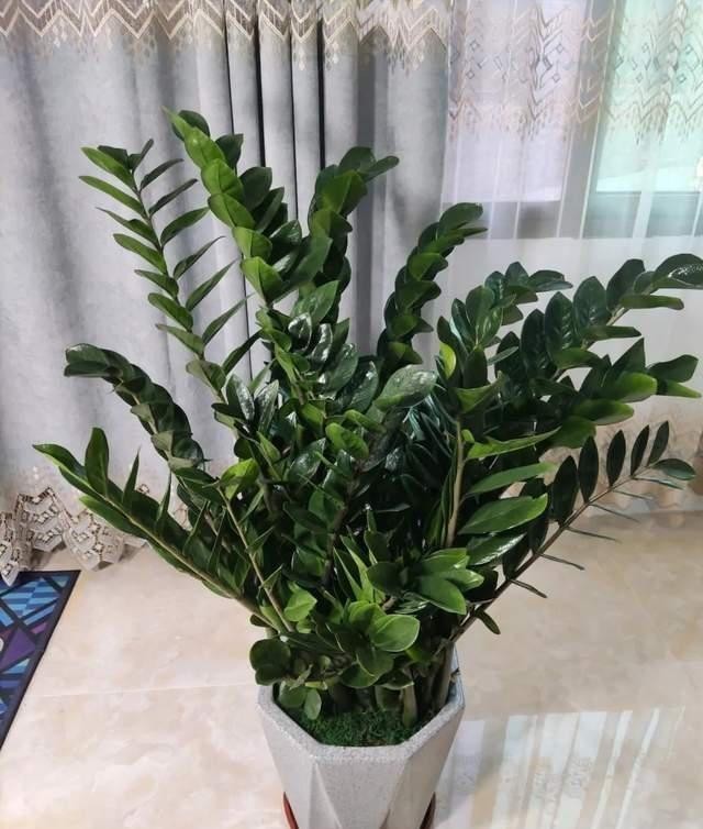 金钱|盆栽金钱树,记住“5句话”,叶子个个闪亮,萌芽更快!