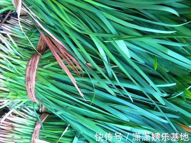 根部|买韭菜不是越粗越好,牢记“3买3不买”,过年包饺子别再买错了