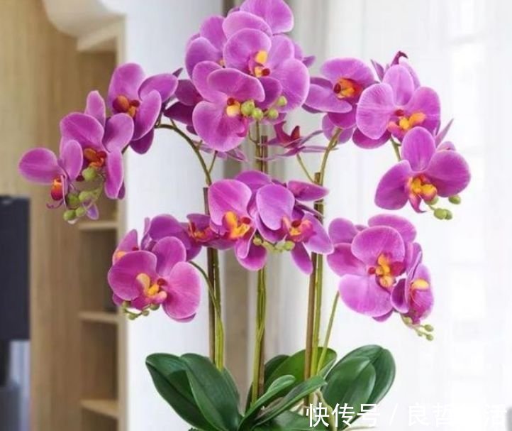 如此漂亮的“4种花”,花朵大花期长,比牡丹还美,年年开花美翻