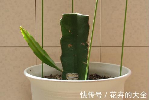 养护|火龙果育苗养护方法，学会了，每一盆都能开花结果