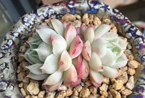 3月份多肉法师淋雨后为什么叶片变红了，而且颜值也提升了不少？