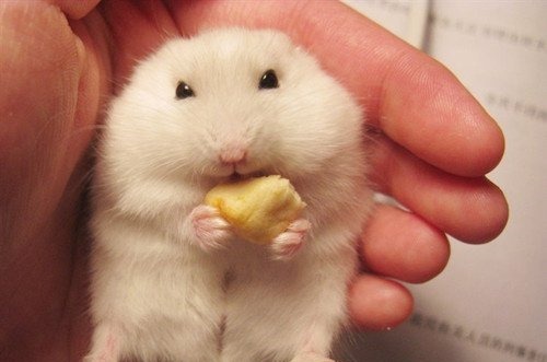 仓鼠多久喂一次食物 仓鼠多久喂一次食物