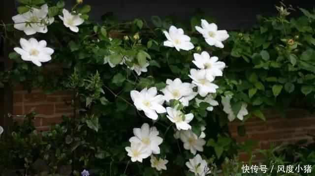  种植|家里有院子不如搞个种植池，这几样植物推荐给你