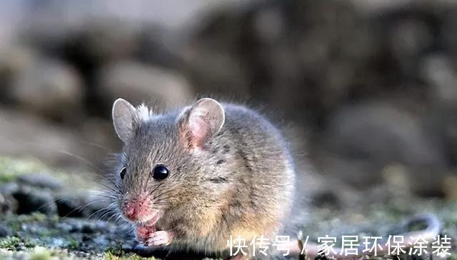 老话|“竹子开花，马上搬家”有啥寓意？不搬家会怎样？3方面带你了解