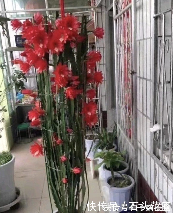 阳台|他家阳台养了“20盆”令箭荷花，长到1米5高，花苞巴掌大