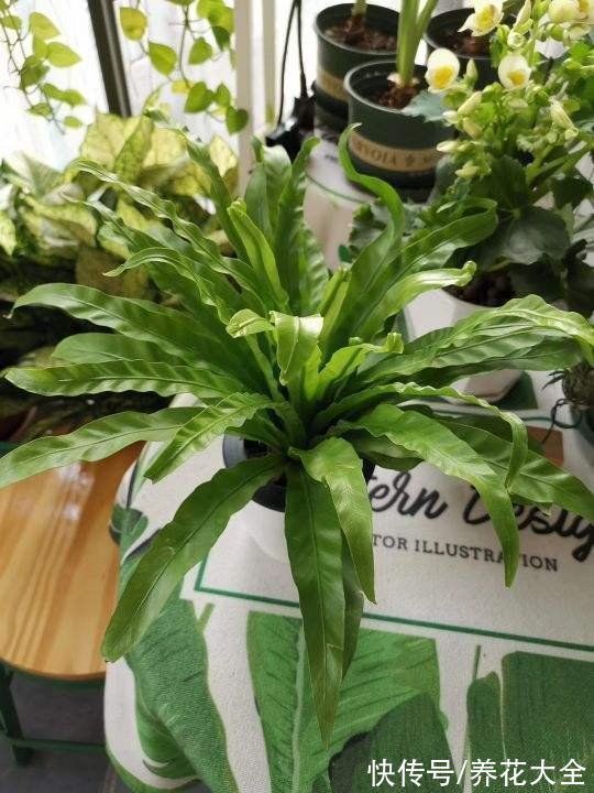 花卉|15种“阴性”花,家里没光适合养,光太强反而长不好