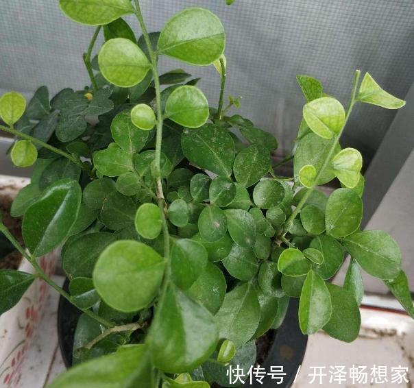 老桩|懒人家里养盆栽首选3款''大树'',株型小、身价高、寓意美