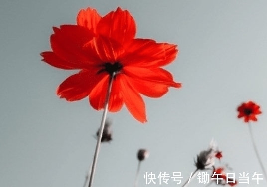 桃花运贼|步入11月份后，四属相迎来鸿运，喜事接二连三，日子红火