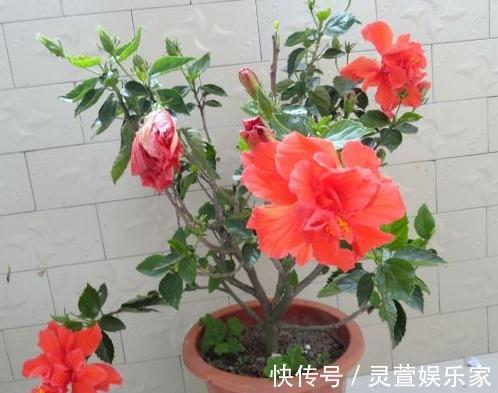 小花园|阳台想要成“花园”，就养3种花，叶少花儿多，一年四季不断花
