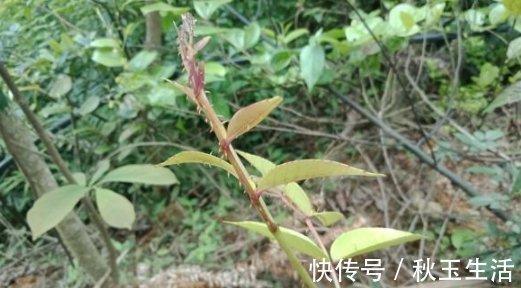 两面针|它碰不得也摸不得,常长在路旁,别嫌弃,目前30元一斤