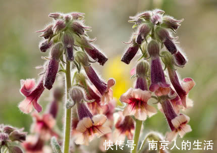 克星|老中医农村1种花是糖尿病“克星”，坚持吃，改善胰岛素