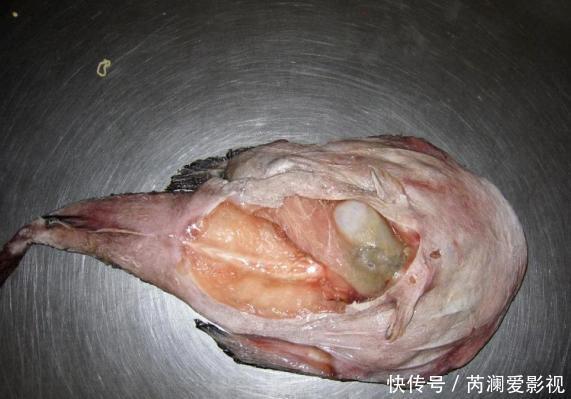 养花就用这些东西“密制”花肥,不花一分钱,还好用不烧根