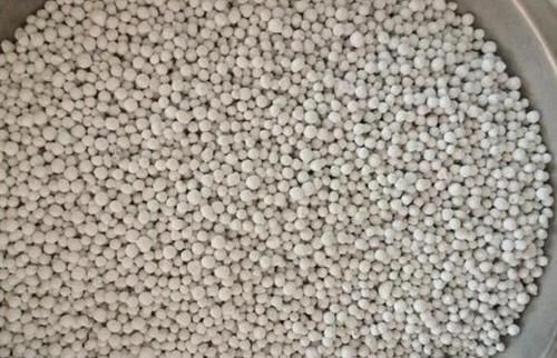 君子兰|养君子兰、长寿花,盆里撒点“万能肥”,新芽猛长,呼呼开花!