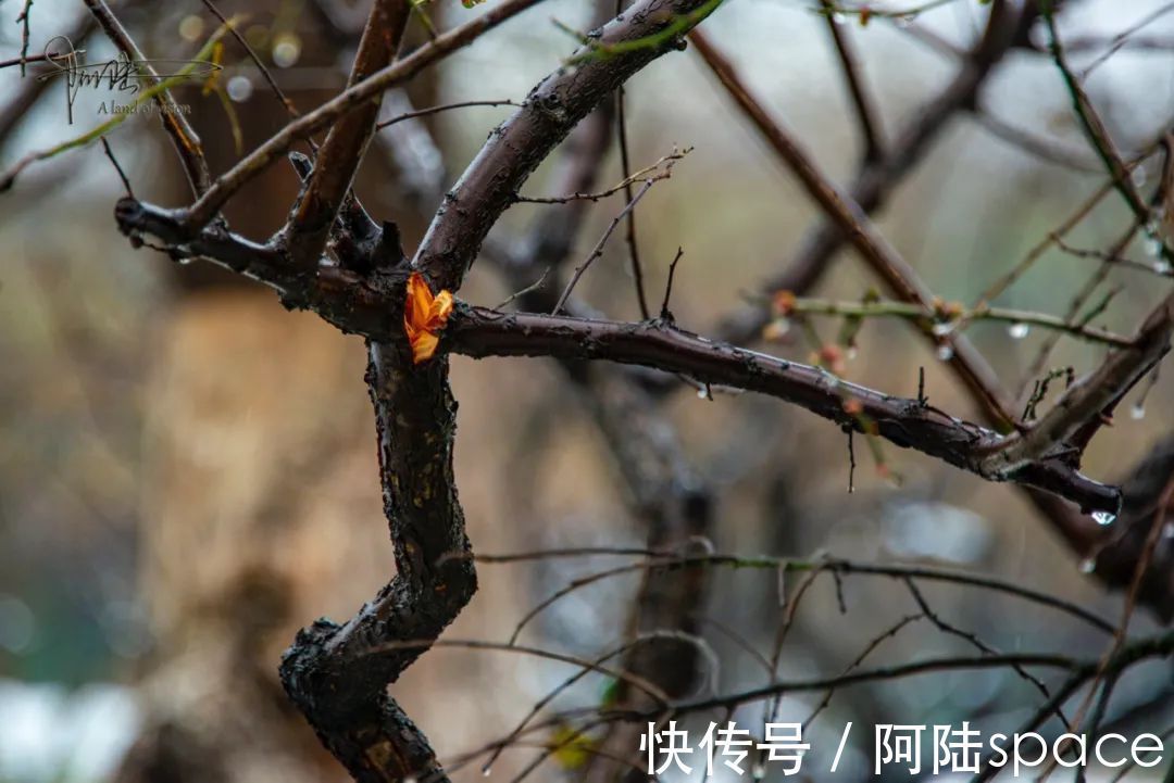 耳听八方|在雨雪天气游玩西溪湿地,风景很美但也要当心这些地方