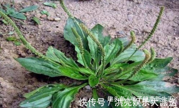 月经|对女人很好的4种野菜，护肤养颜，月经也正常，早吃早好