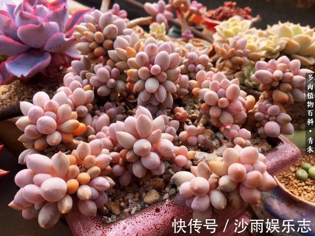 秋姑娘|秋天来了，你的多肉们做好季节交替的准备了吗