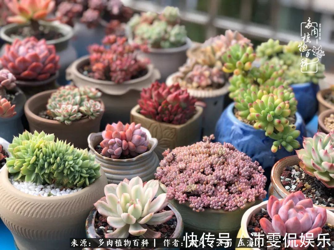 深秋里,种多肉、赏多肉、会肉友,马不停蹄快乐多!