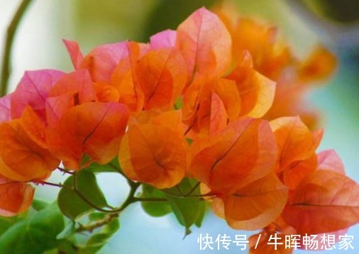 新手养花，不如养盆花中精品“橙雀三角梅”，花开爆盆，艳丽多姿