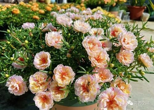 光照|“最累”的8种花,花开连续几个月,一次开花几百朵!