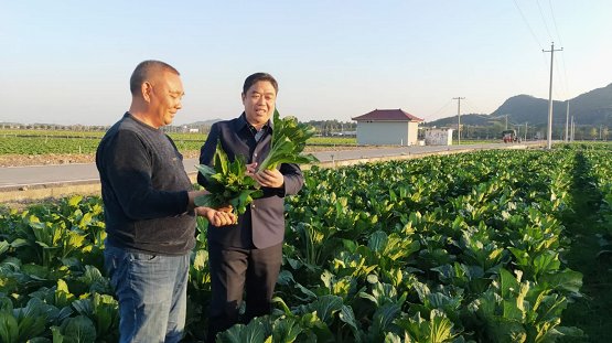  调研|李天明调研道县蔬菜产业发展情况