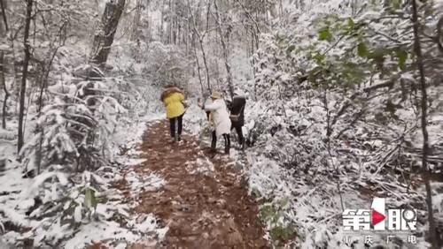 下雪|万州下雪了！上山赏雪正当时