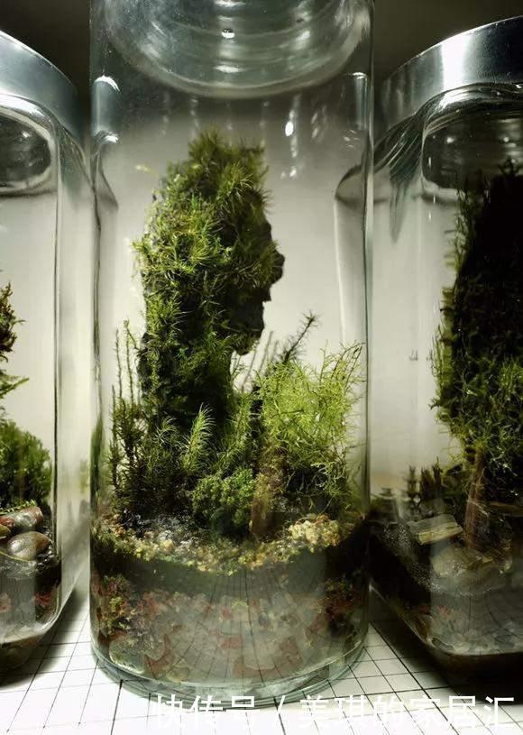 野草|路边野草,种盆里变成值钱盆景,超好养还好看