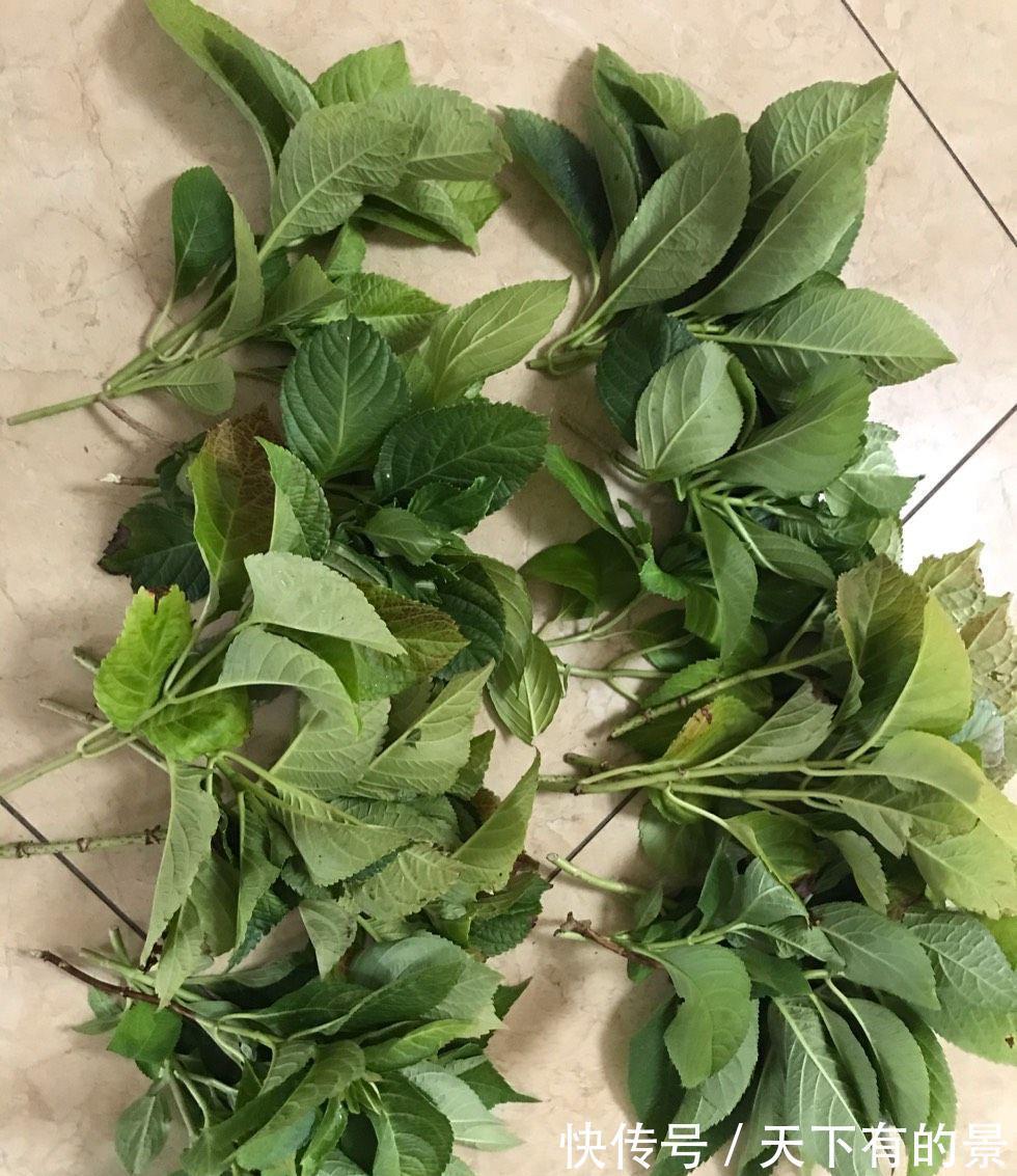 绣球花|秋天刚好可以扦插绣球花，记住两个技巧，存活很多棵，明年就有花
