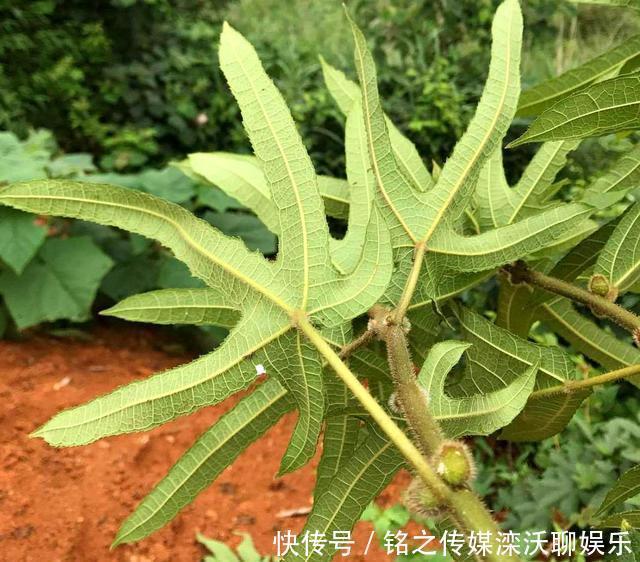 五爪龙|这植物人称“五爪龙”,看着不起眼,用处却不少,可惜不多见了