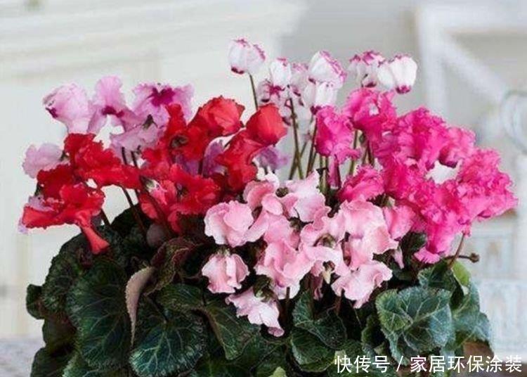 4种花很耐养，沾土就能活，有阳光就爆盆，给点水就疯长