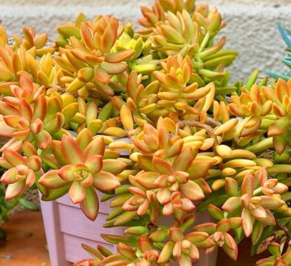 此款多肉好养又好看,爆崽快上色美,喜欢老桩多肉可别错过了
