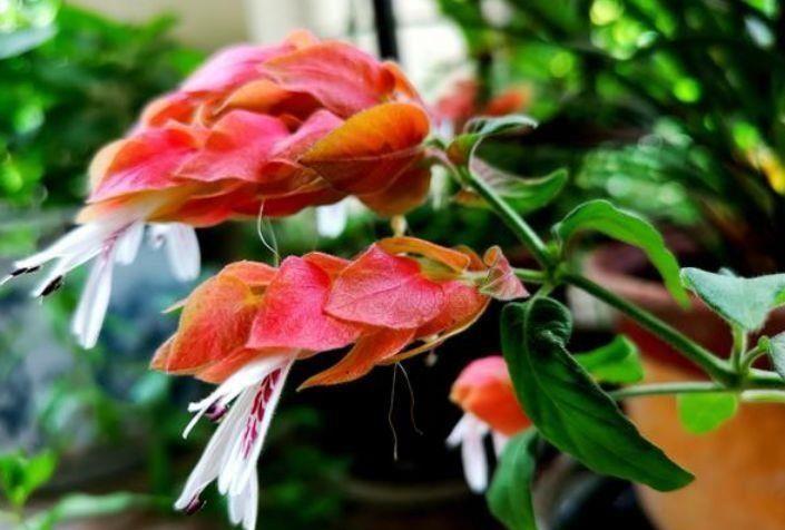 花色|花色艳丽,花瓣层层叠叠,四季有花开,花香四溢飘满屋